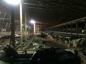 Inside the cow barn